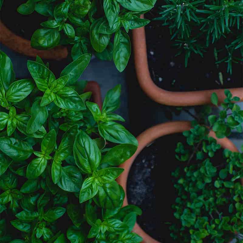 Herbs